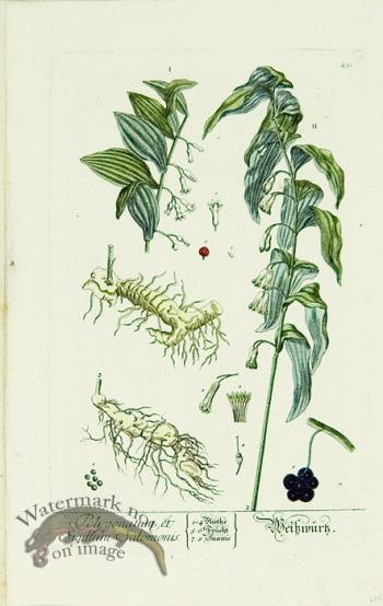 Blackwell German 019